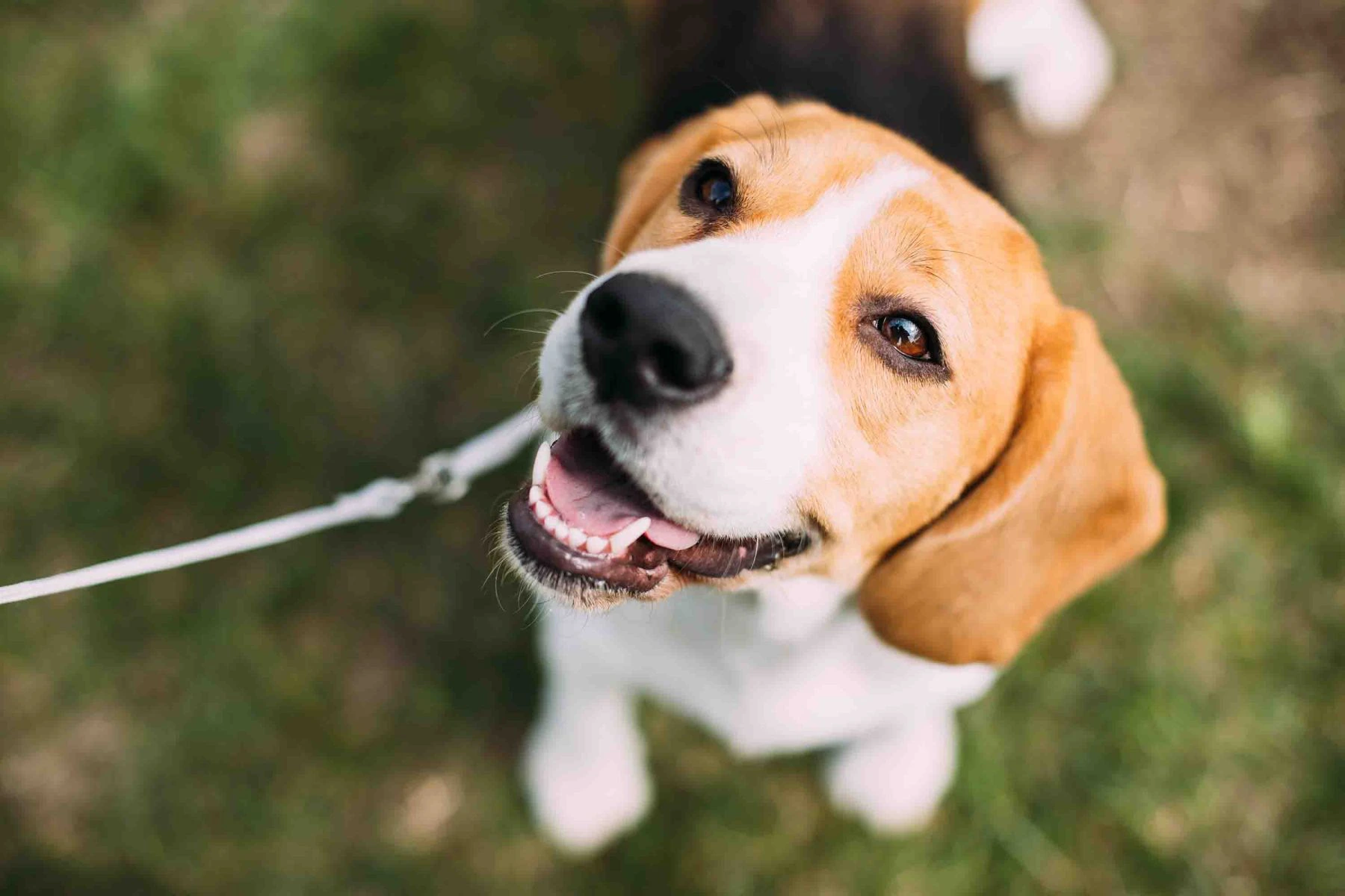 Dogs happy&calm - Hundetraining - Wunderschöner dreifarbiger Welpe der englischen Beagle-Rasse sitzt auf grünem Gras.