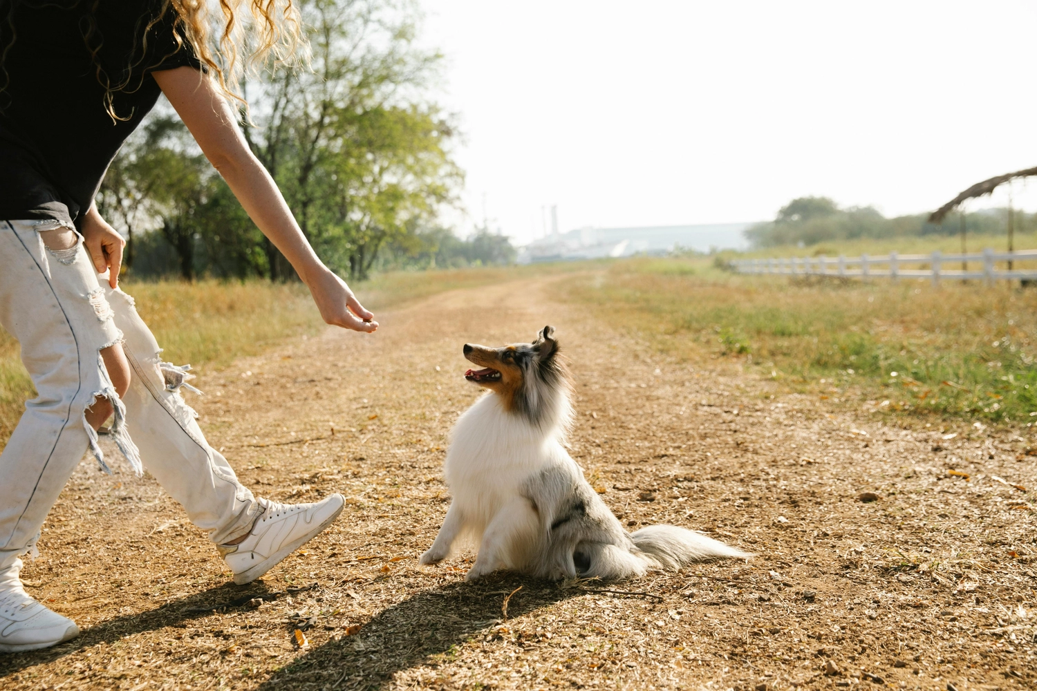 Dogs happy&calm - Hundetraining - Frau gibt Hund Leckerli