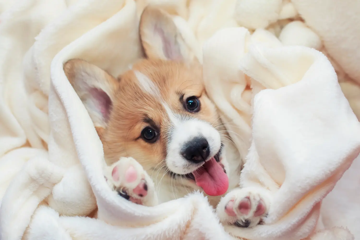 Dogs happy&calm - Hundetraining - Ein süßer, selbstgemachter Corgi-Welpe liegt in einer weißen, flauschigen Decke und streckt lustig die Zunge raus.