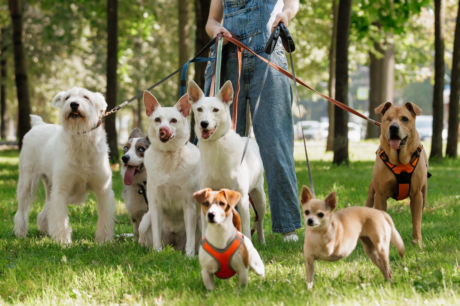 Dogs happy&calm - Hundetraining - Eine junge Frau, die als professionelle Hundeausführerin oder Tierbetreuerin arbeitet, führt eine Gruppe süßer Hunde verschiedener Rassen und geretteter Hunde an der Leine durch die Straßen der Stadt.