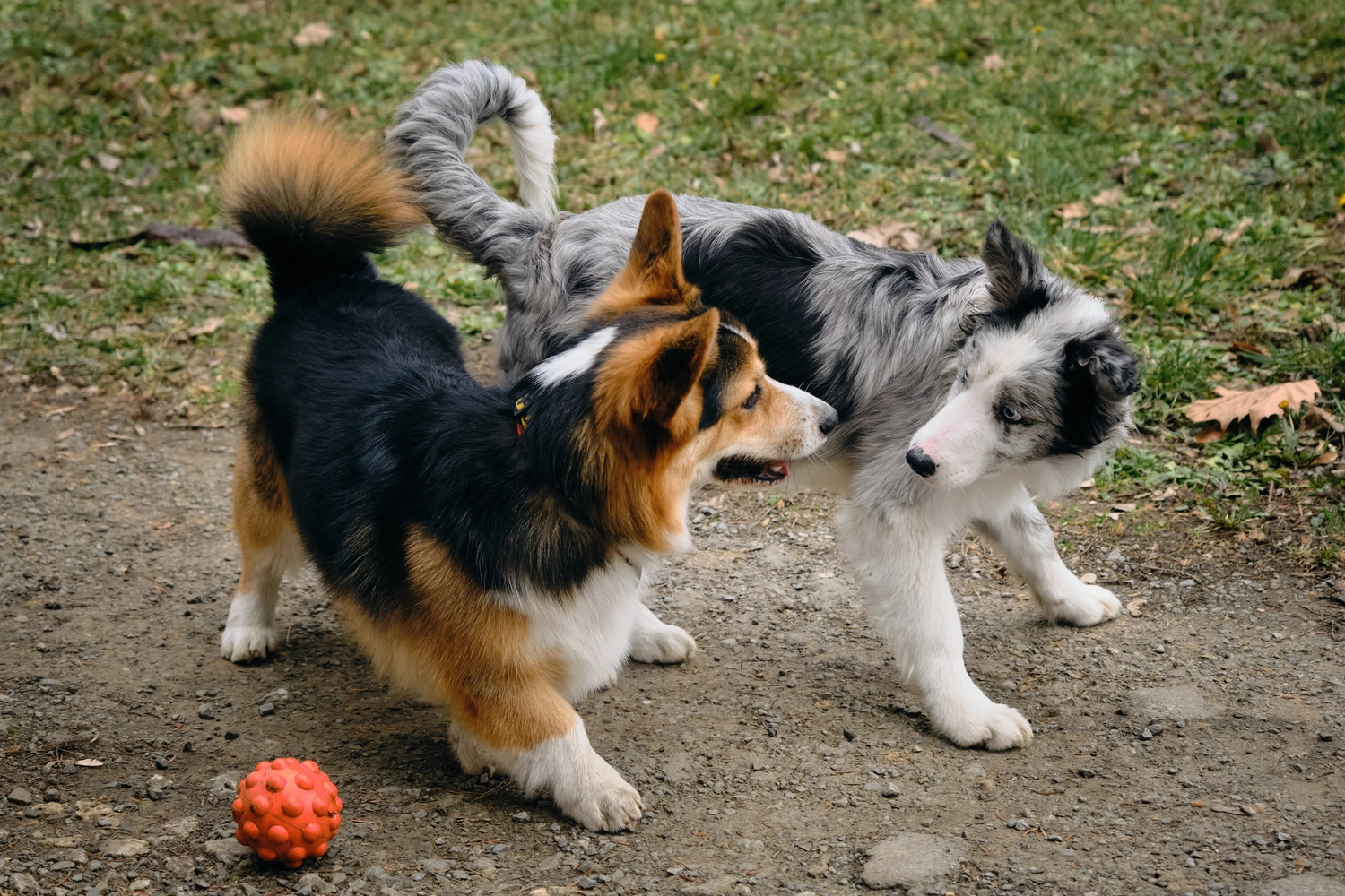 Dogs happy&calm - Hundetraining - Ein grauer Merle-Border-Collie-Welpe spielt auf einem Spaziergang mit einem Ball und einem Pembroke Tricolor Welsh Corgi. Zwei charmante, freundliche Hunde trafen sich in einem Frühlingspark.