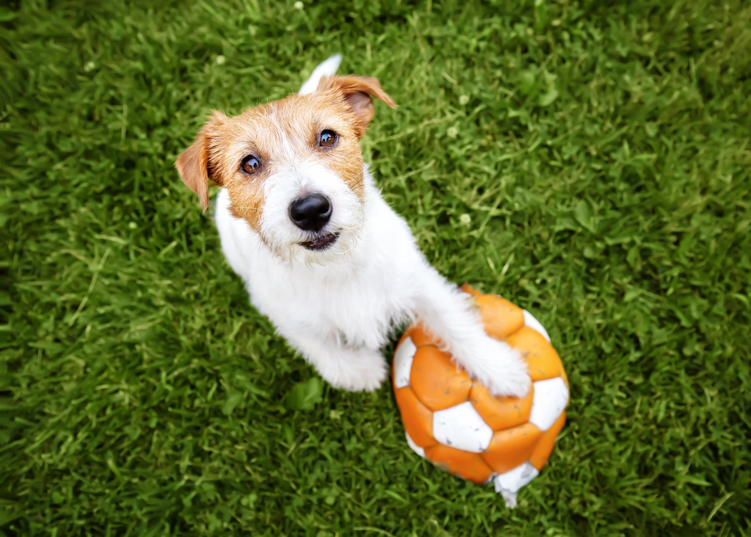 Dogs happy&calm - Hundetraining - Ein verspielter, fröhlich lächelnder Hund hält seine Pfote und schaut auf einen Spielball im Gras. Welpe spielt.