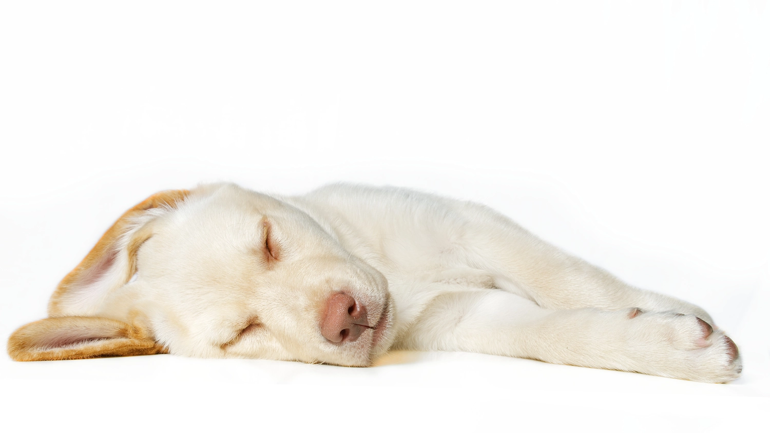 Dogs happy&calm - Hundetraining - Schlafender blonder Labrador Welpe auf Weiss