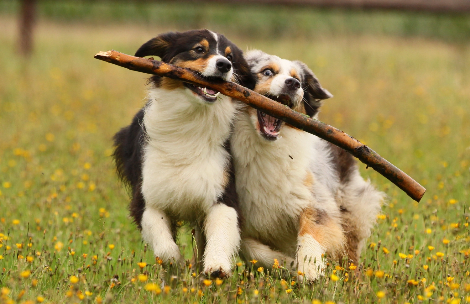 Dogs happy&calm - Hundetraining -  2 Aussies am Stock 